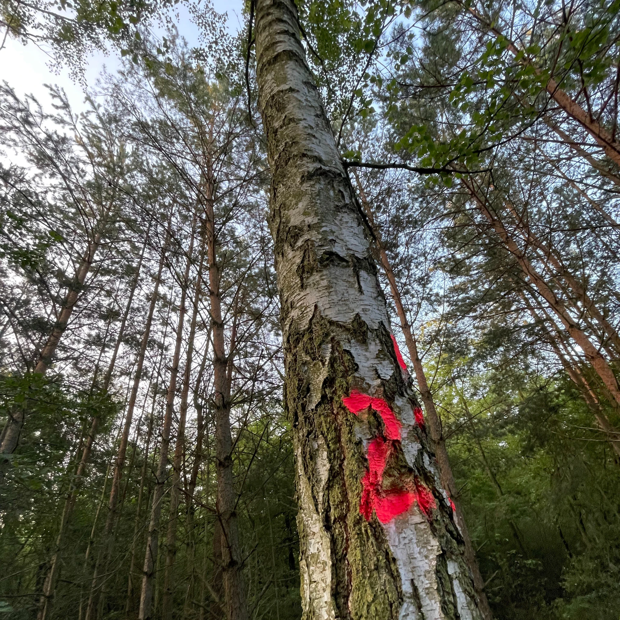 Flucc - Inside the Mind of Forest Goblin