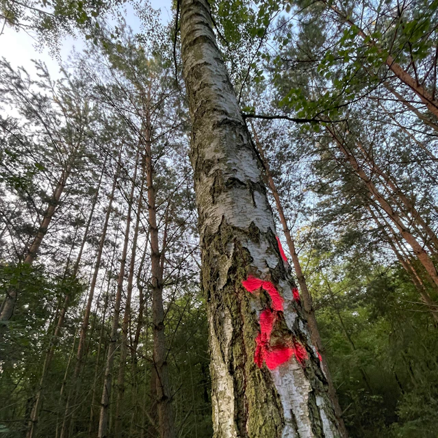 Flucc - Inside the Mind of Forest Goblin