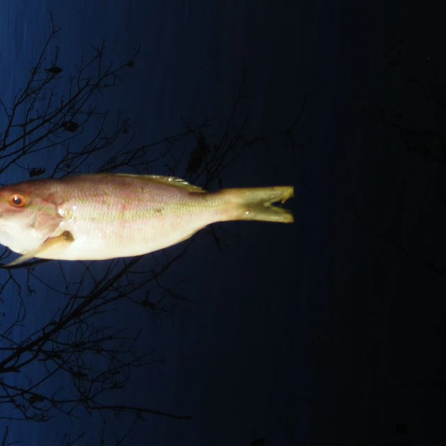 witchcell - The Sailor