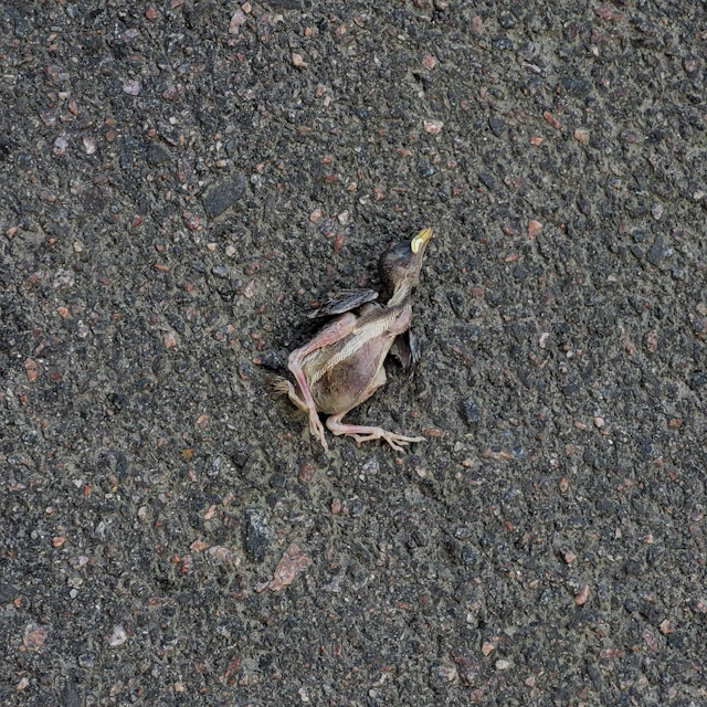 indmi - ножмечшип (knifeswordthorn)