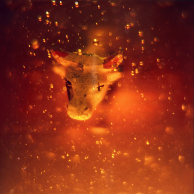 feel better soon - Little Cow