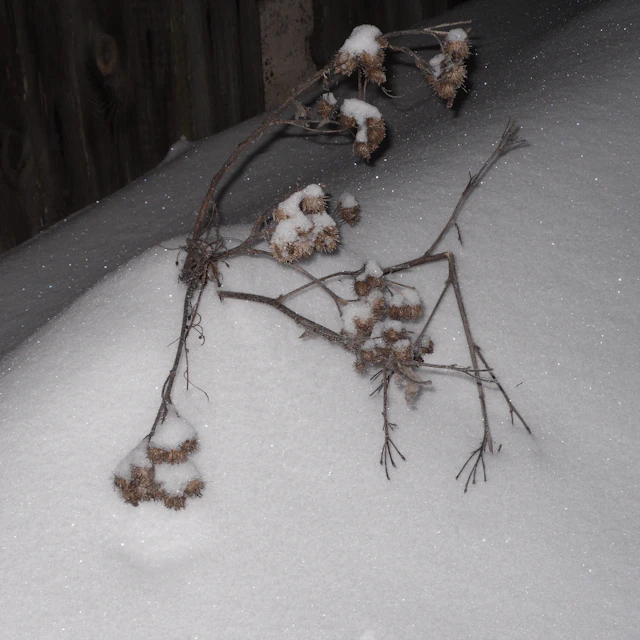 Kenya Tear - gololed 114