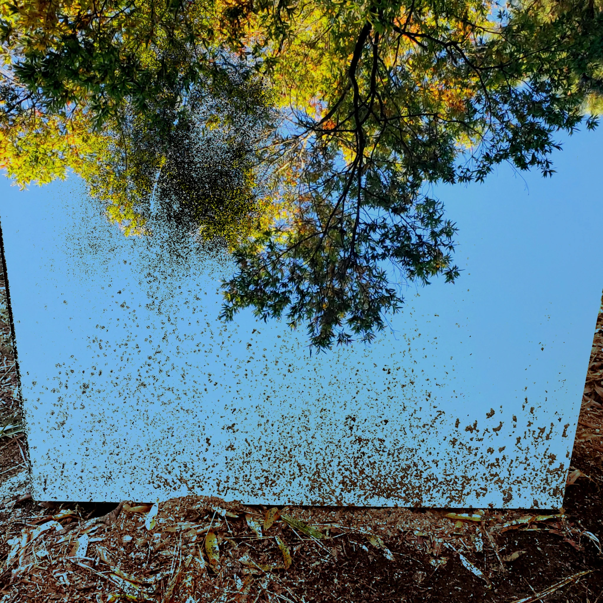 Rockwood Park - Silent Cries and Star Velvet (2024)