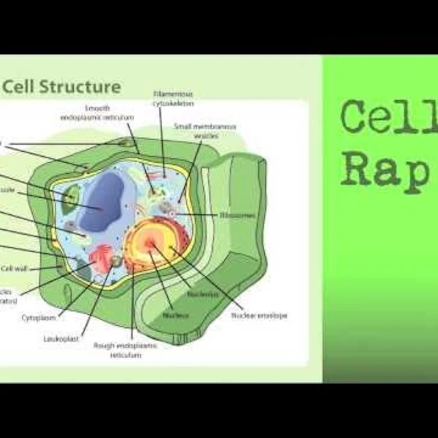 Wrap Cologne - RAP CELL