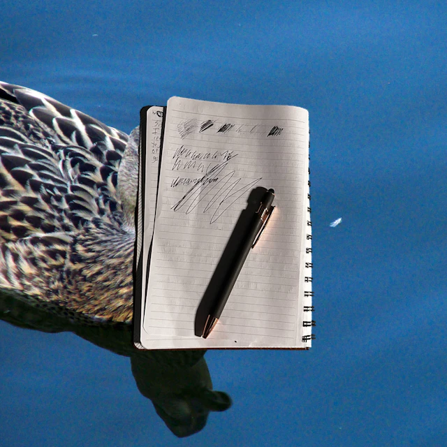 monikrr - Duck Creek