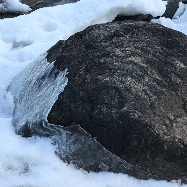 Ficus - Decomposition// archive 2018