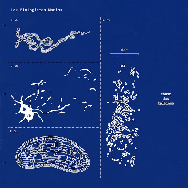 Les Biologistes Marins - Chant des Baleines