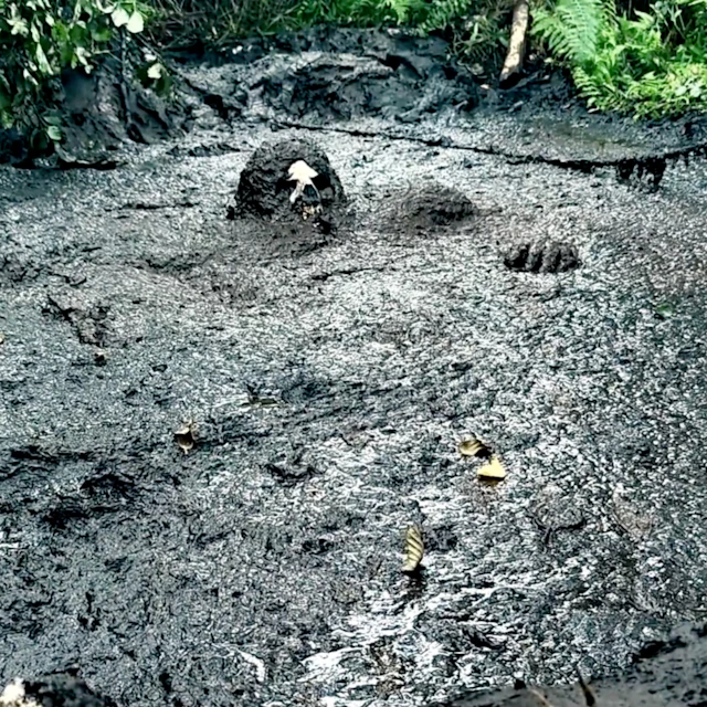 deskulling - reproductions