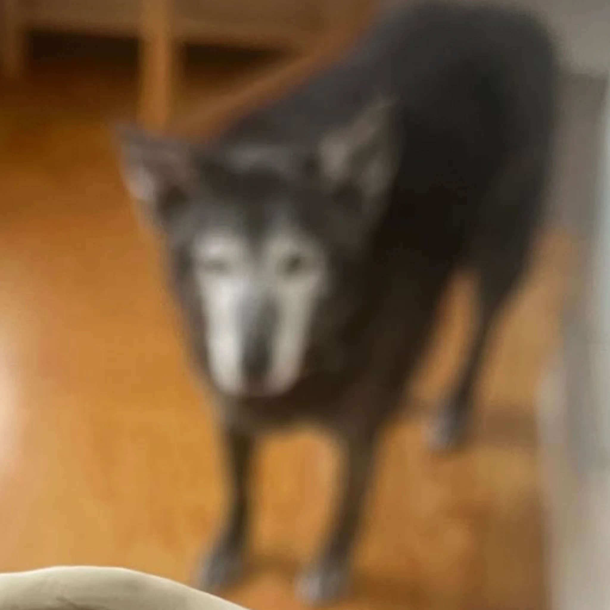 Finger Puppets - Some Songs