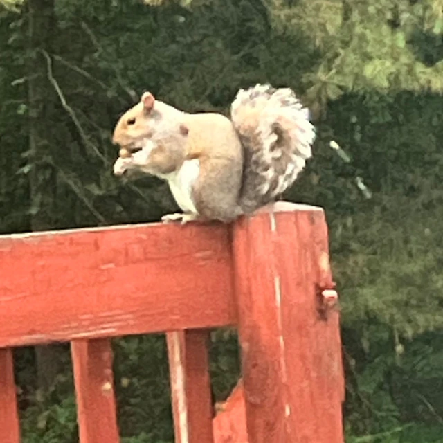 Episode 4 Introducing the musical dragon