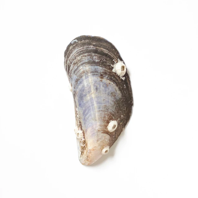 Blue Unguent - Mollusc