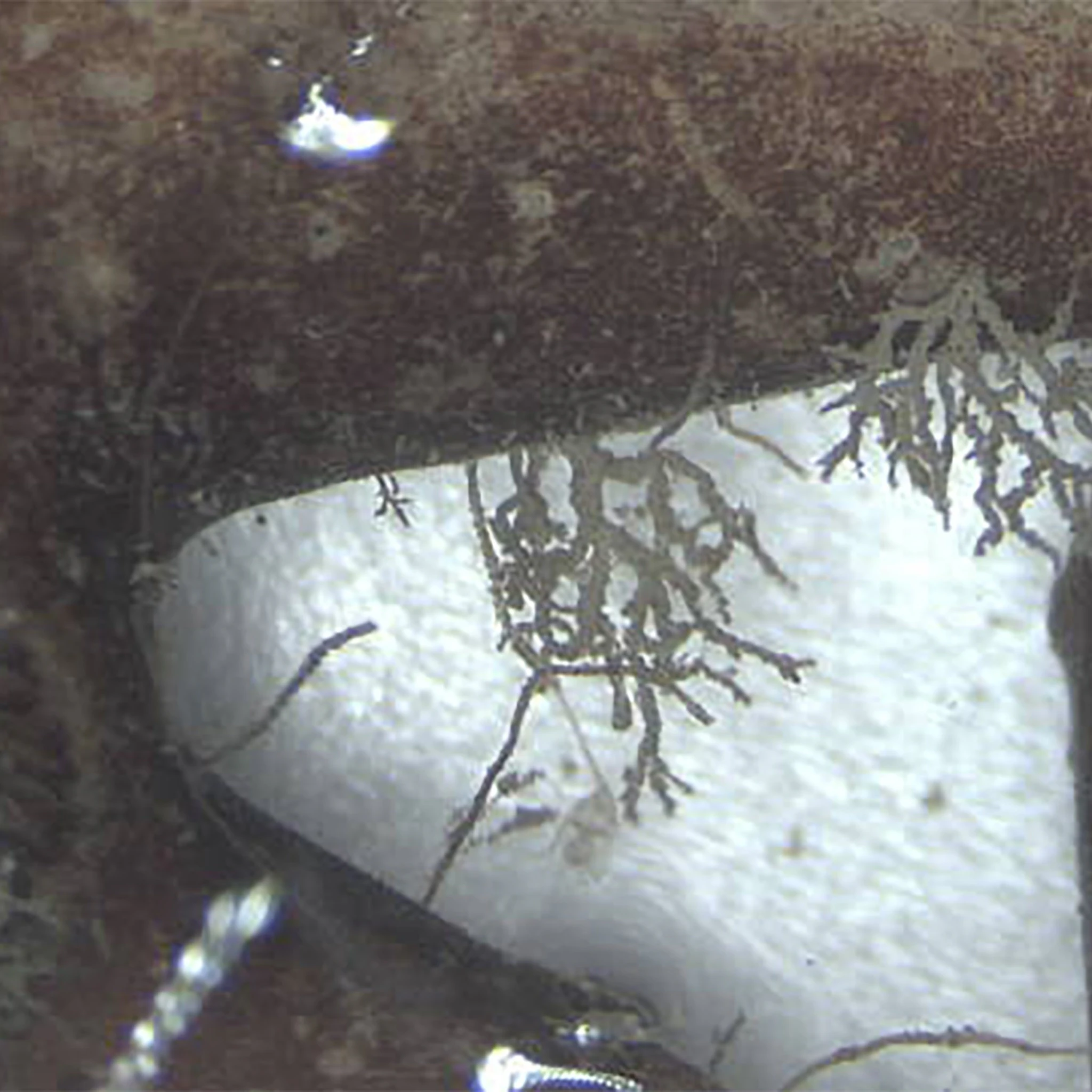 Blue Unguent - Lophelia Pertusa