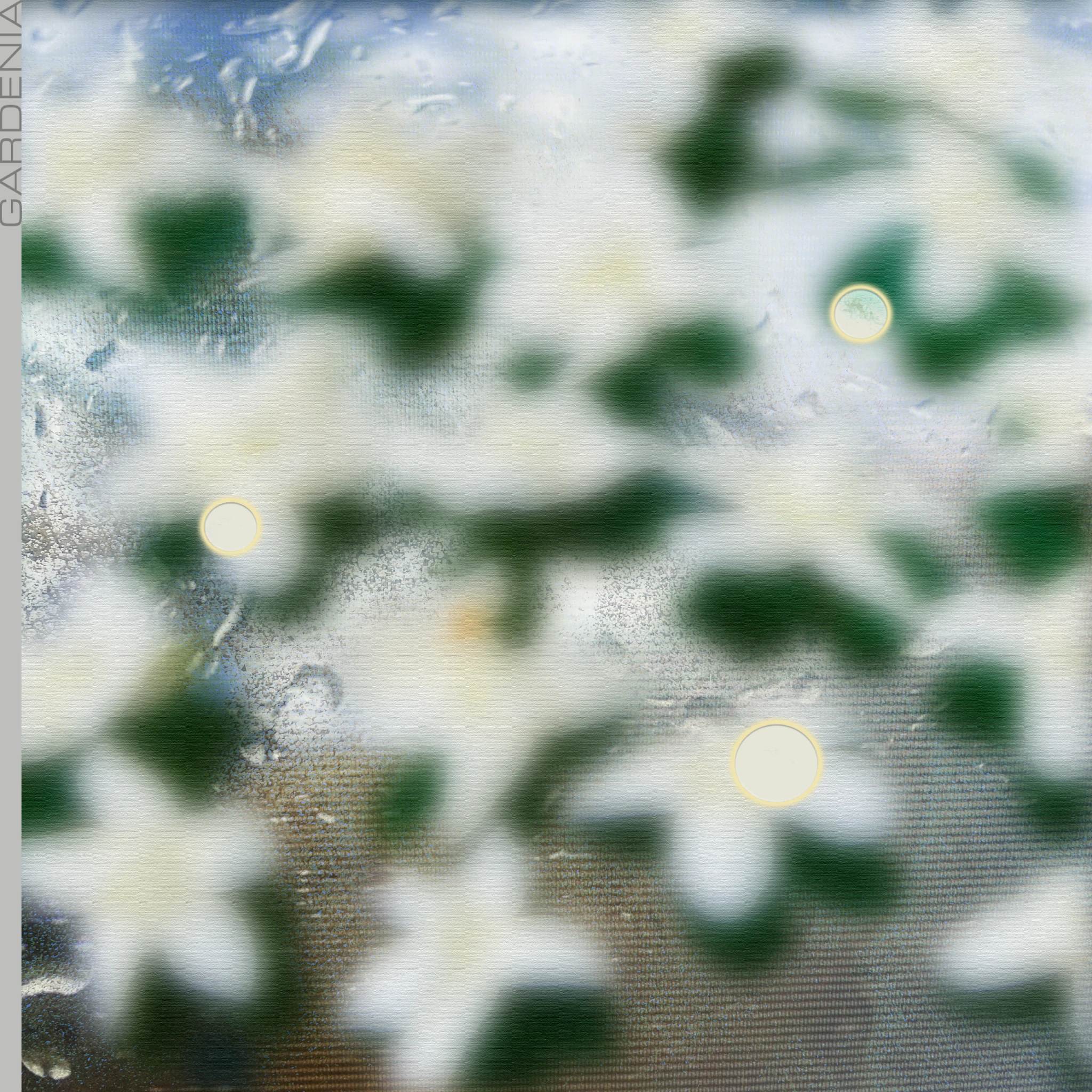 BONSE1 - Gardenia (VA)