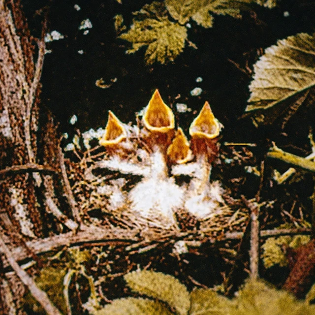 Monica Ross - Monica Ross