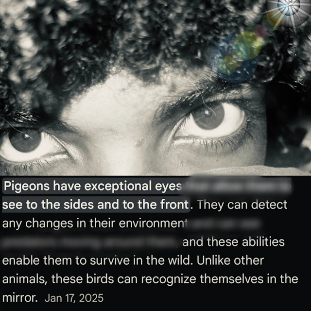 Vleedit - Pigeon Eyes