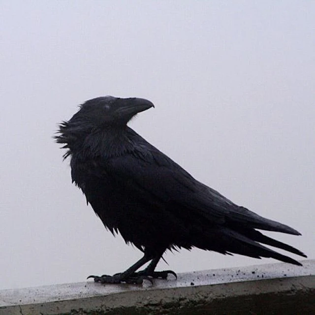 12 march phantom blue live