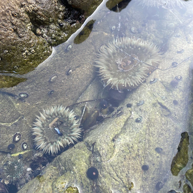 Rush Falknor - Los Angeles Field Recording Club Listening Session Piece
