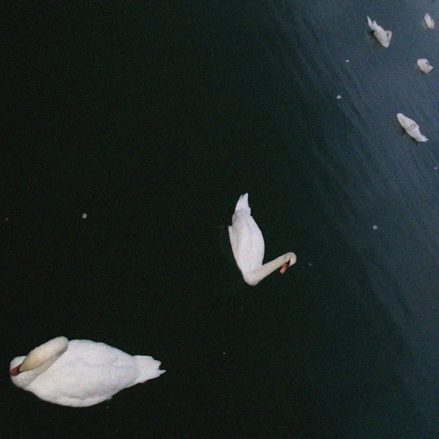 darcy court - omnibus