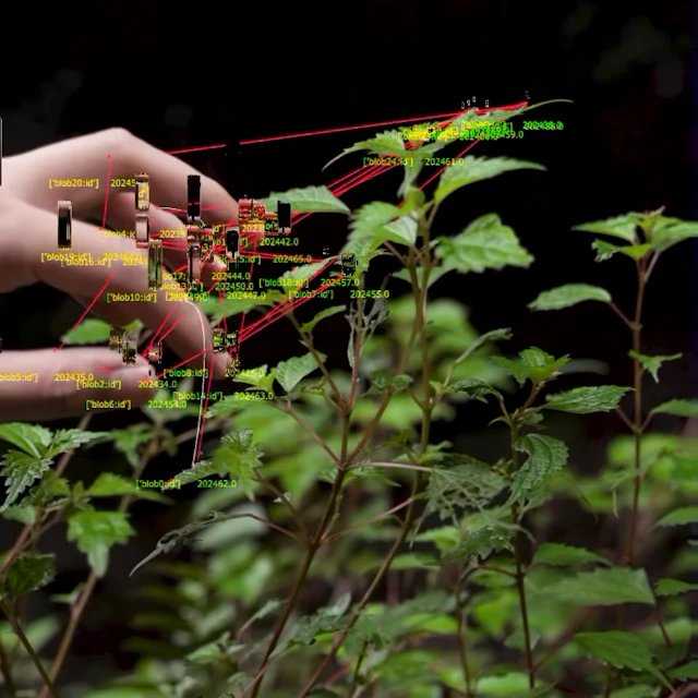 Vox Vulpes - Tried Hybrid