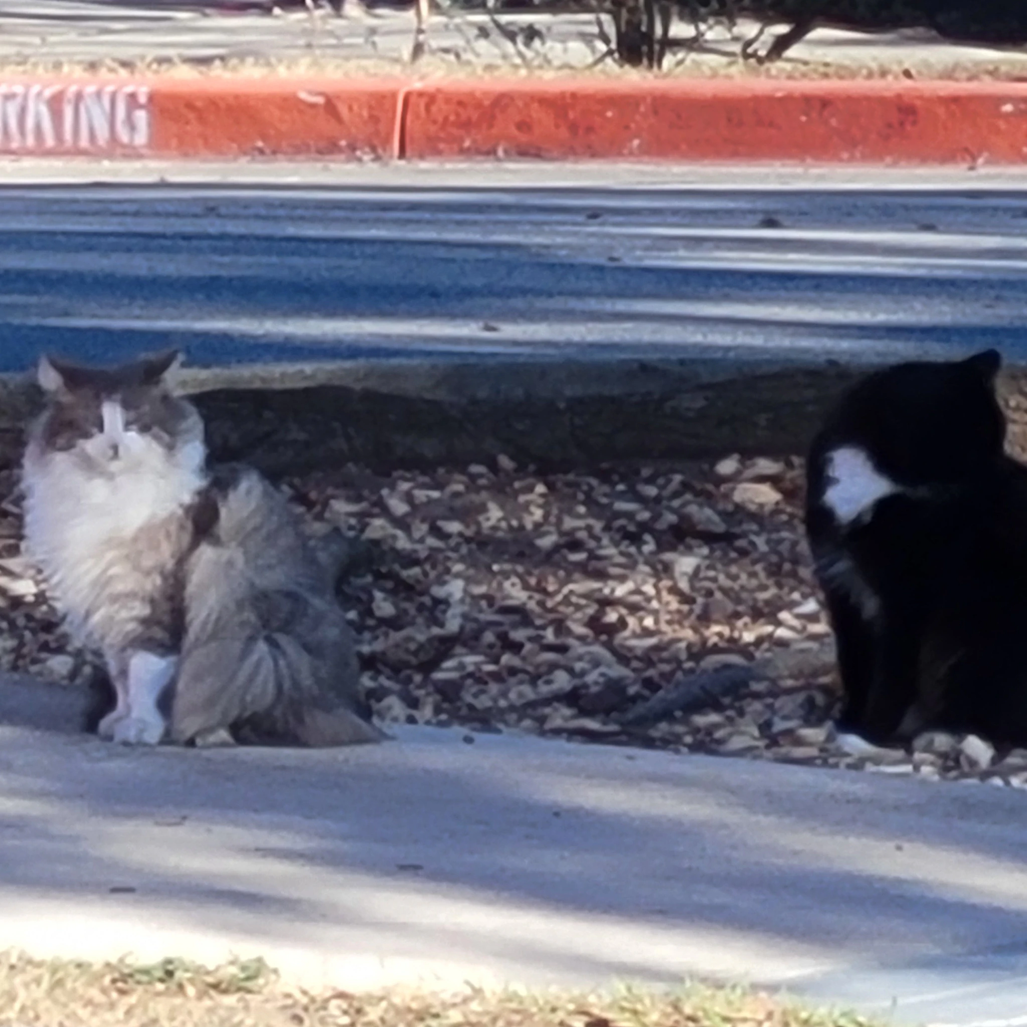 DJ ML25ʬʬ - extended stay