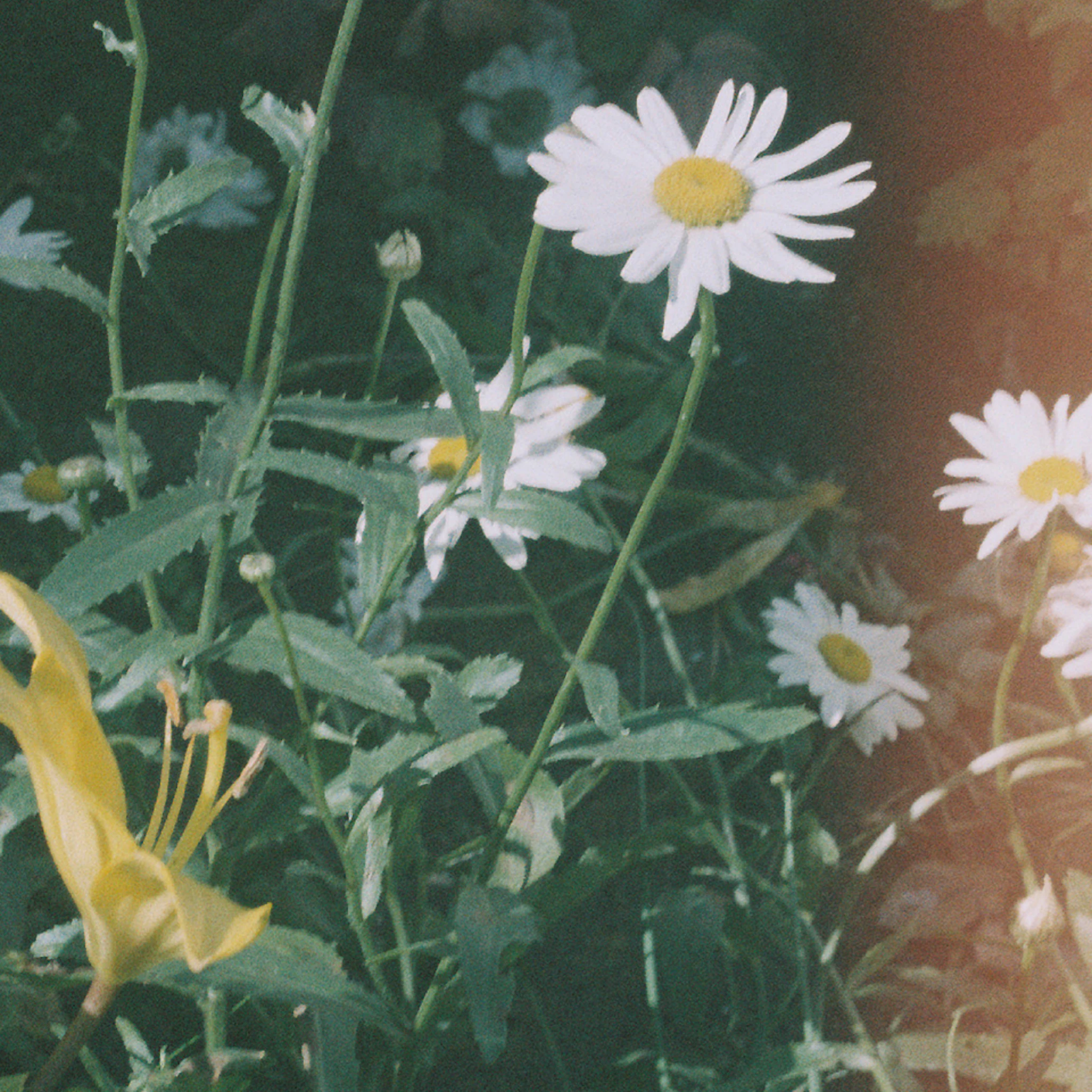 Croatian Amor - Colours ft. Alto Aria