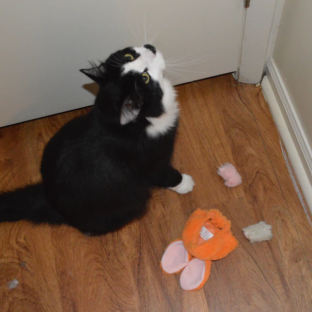 candynavia - ijuswannabetakensrsly