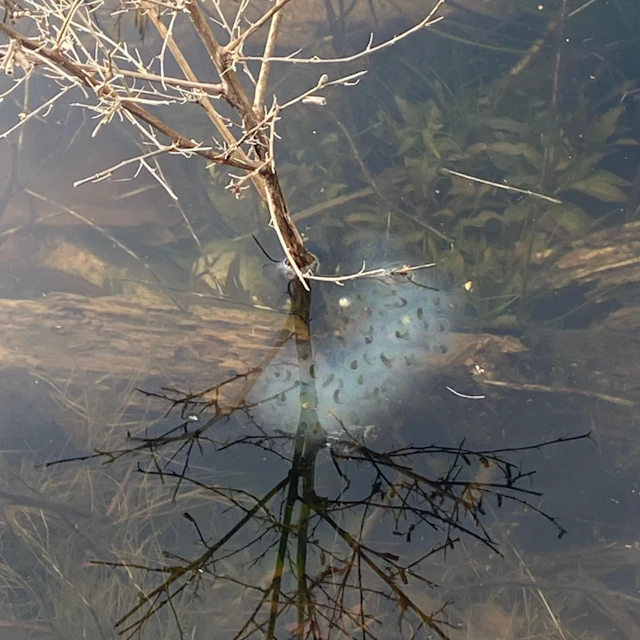 armari e - Lives at Arabia Mtn.