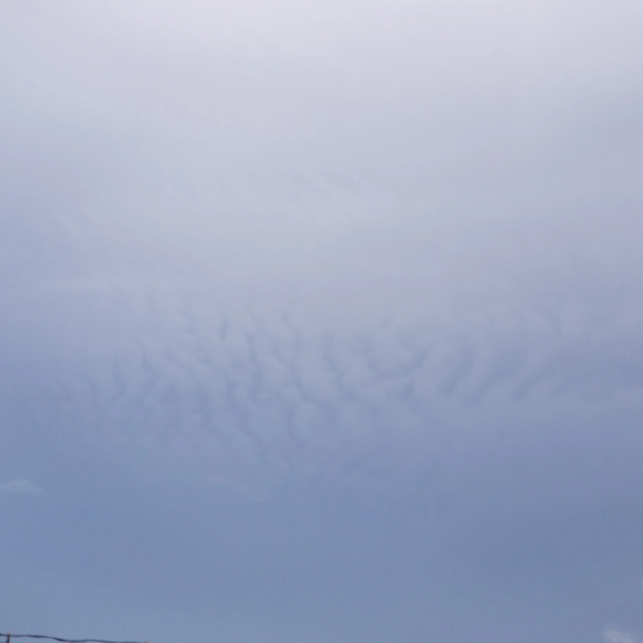 Raeliz Luvtell, Migratory Species - head in the clouds