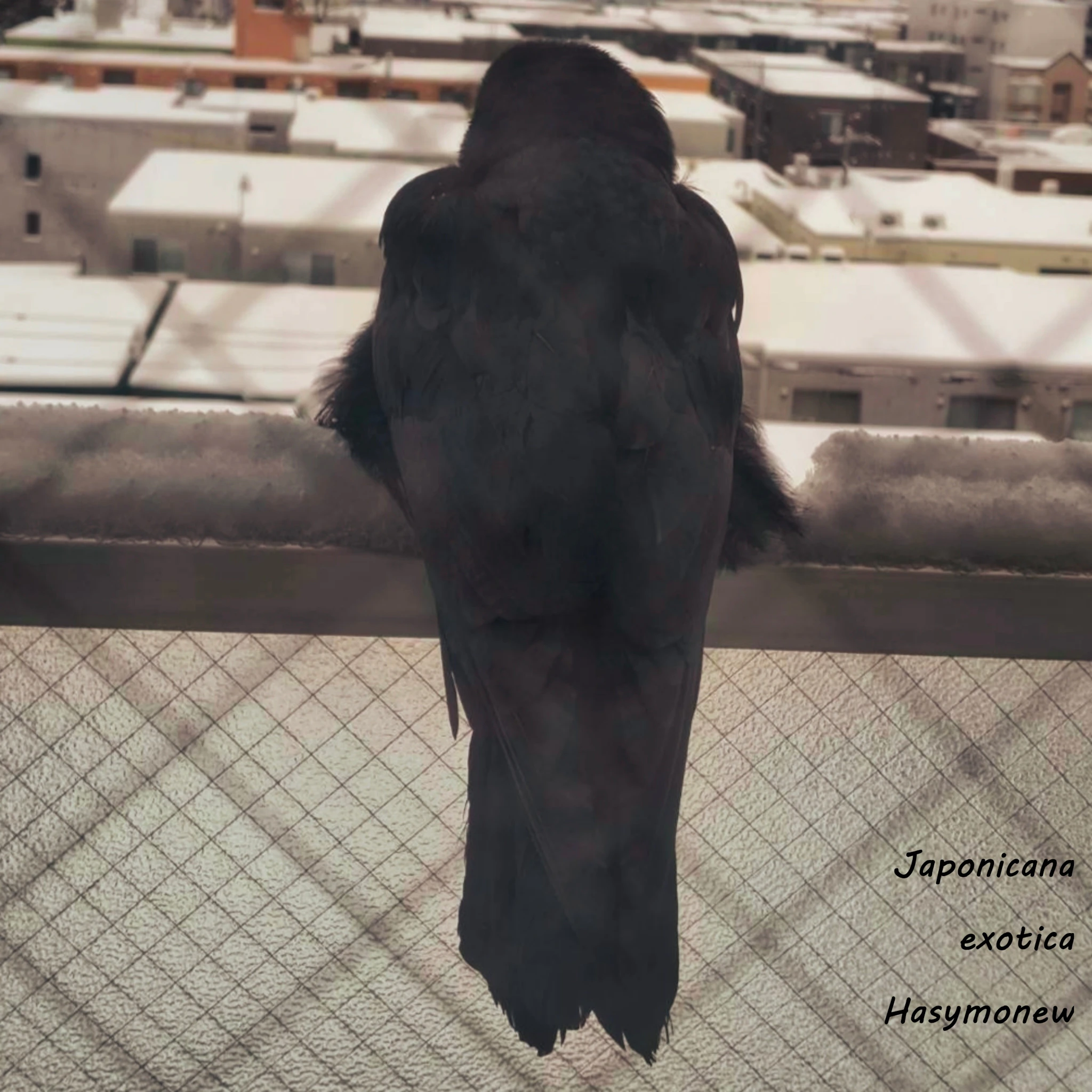 Hasymonew - Japonicana exotica