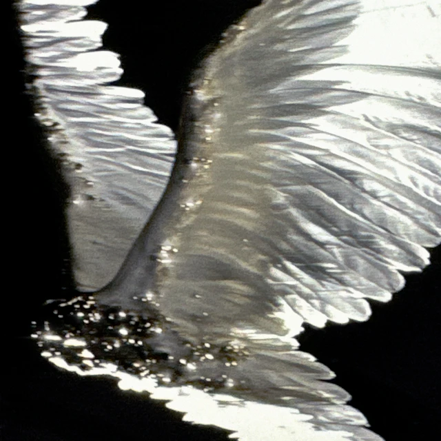 Erisan - 'I'm Gonna Live Forever'