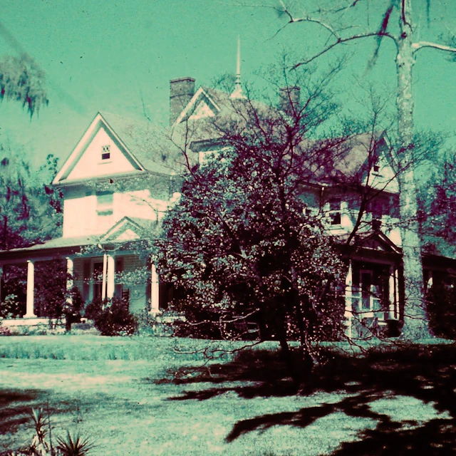 capsule hotel - it's that time of year again when i start seeing faces in the trees