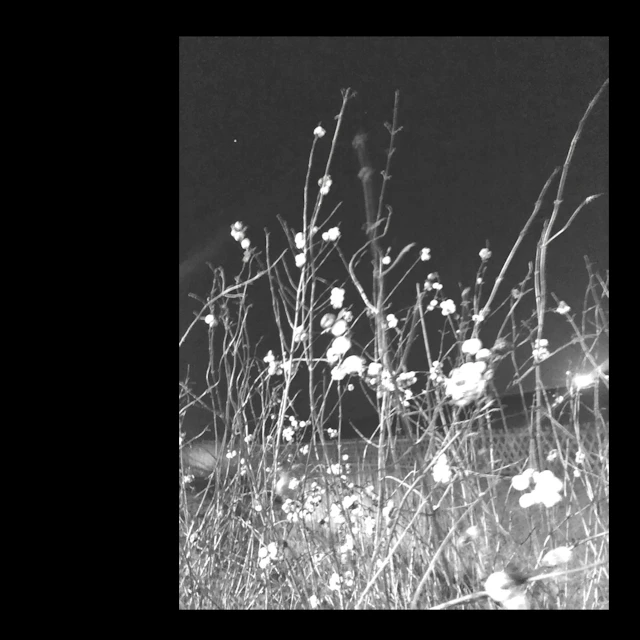 Wind Anthem