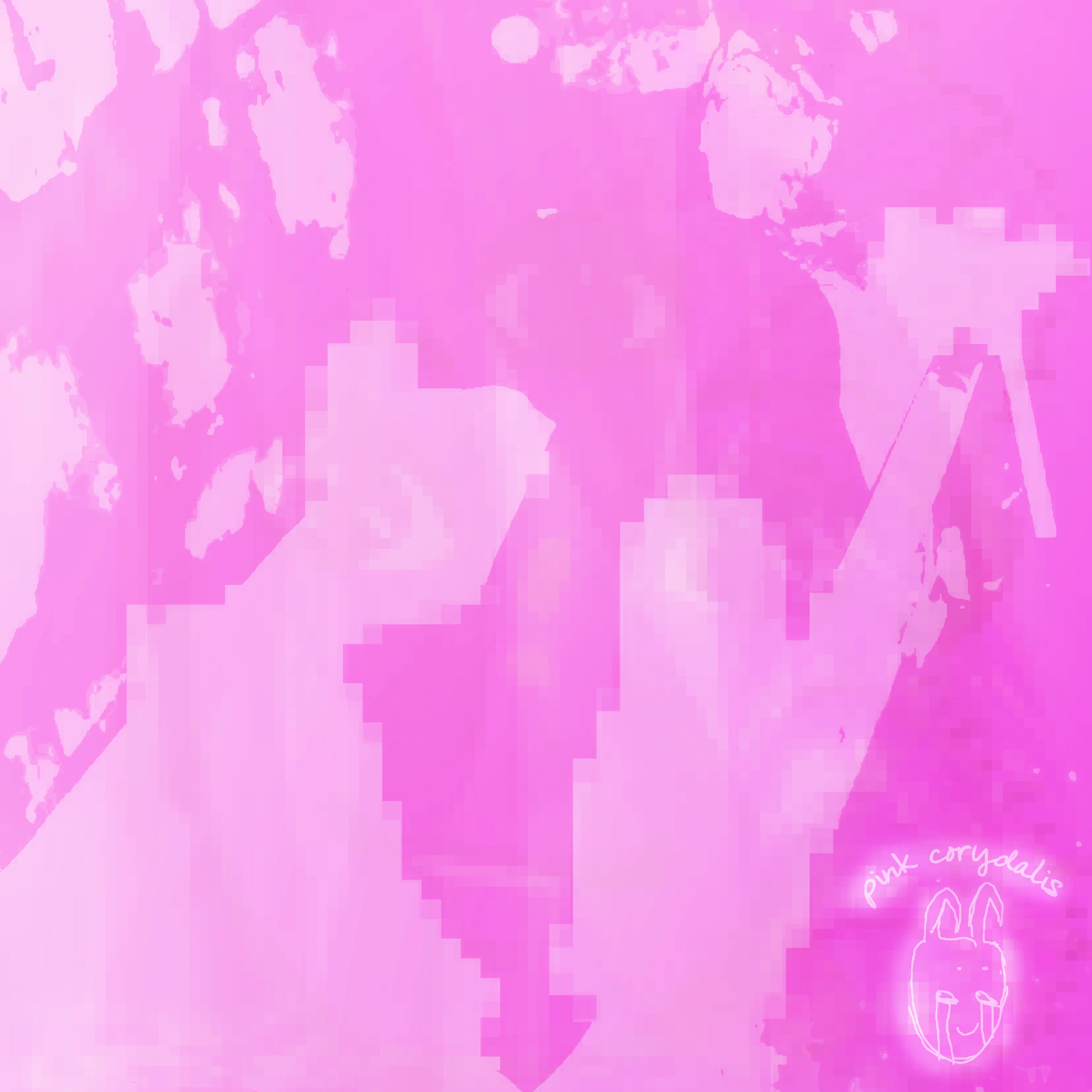 Salem's Corydalis - Pink Corydalis