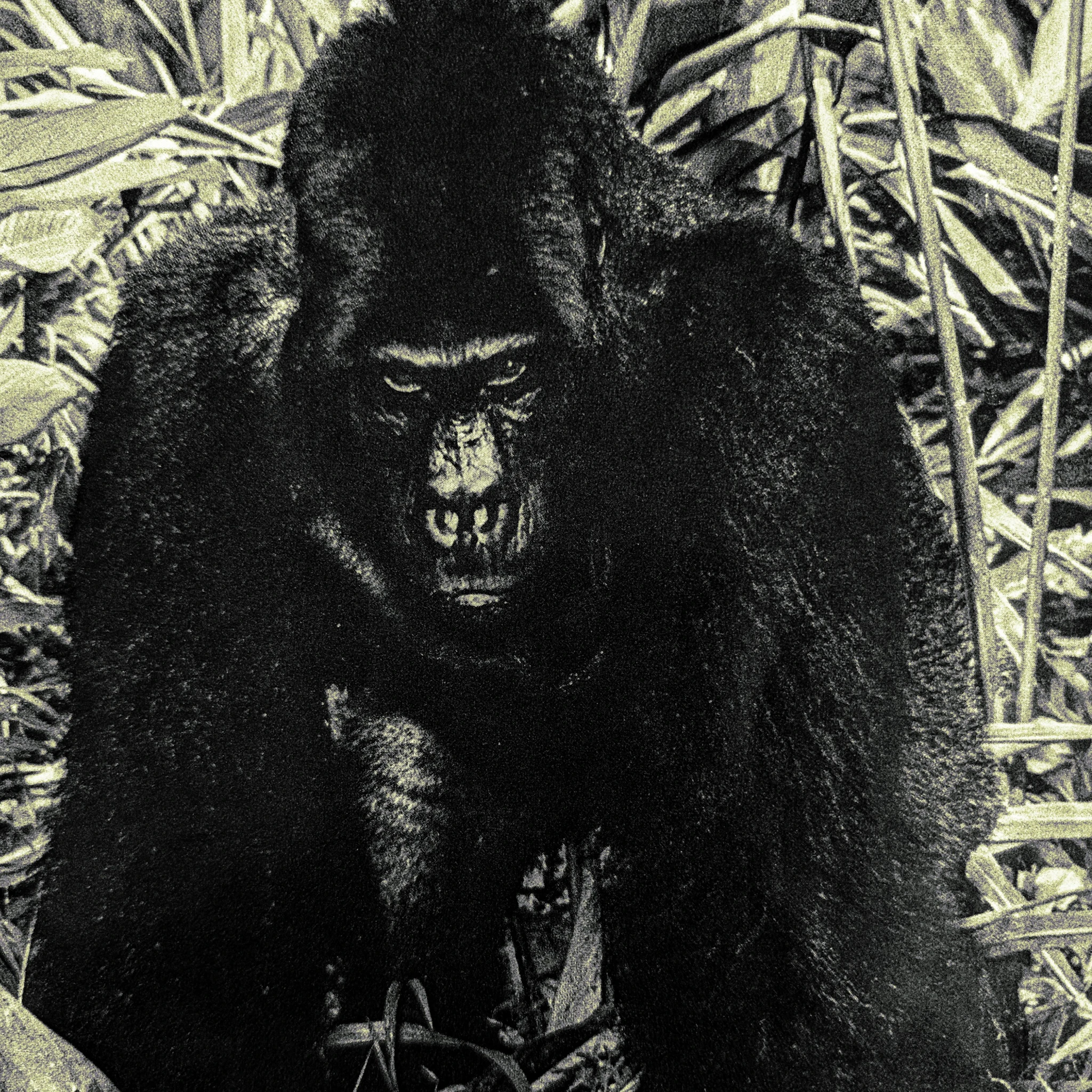 fragile death - Renegade