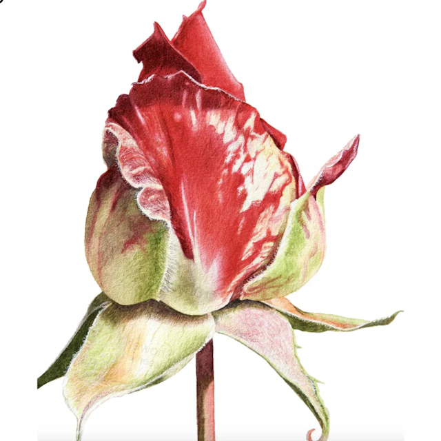 Midnight Shawerma - XTRBTNCLCLB