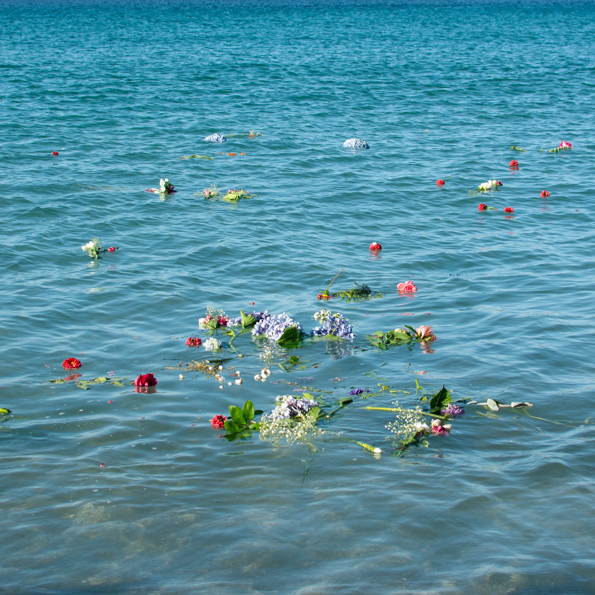 atún blanco - alén