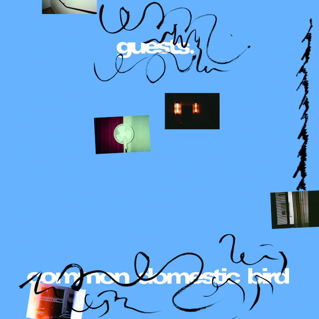 Guests - Common Domestic Bird