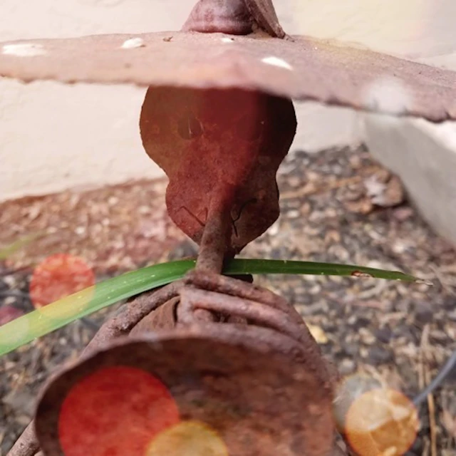 Lish Grooves - Tin Tin