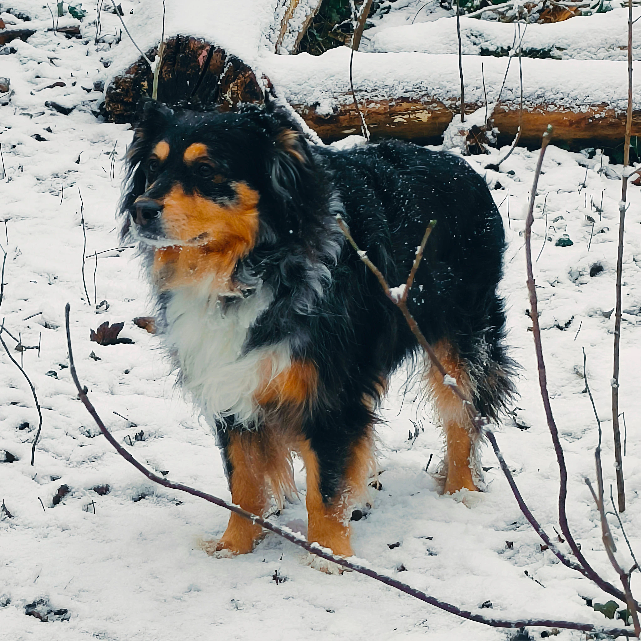 Alex Lesage - MIMOSO