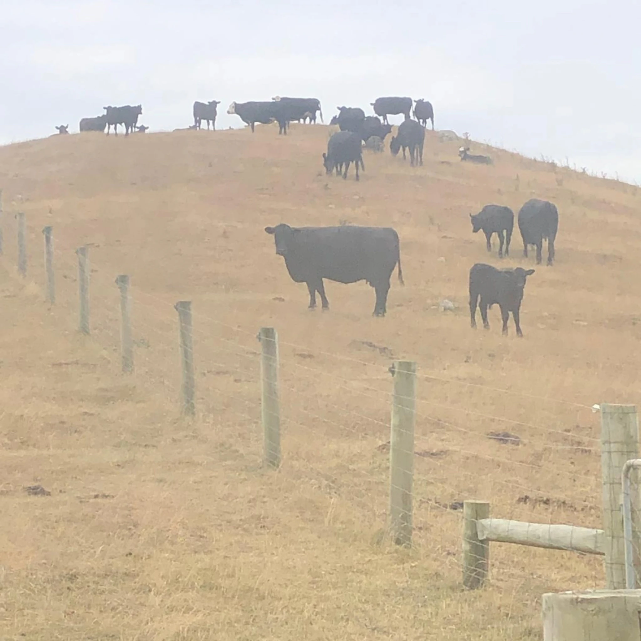 emre girginkaya - missing items iv