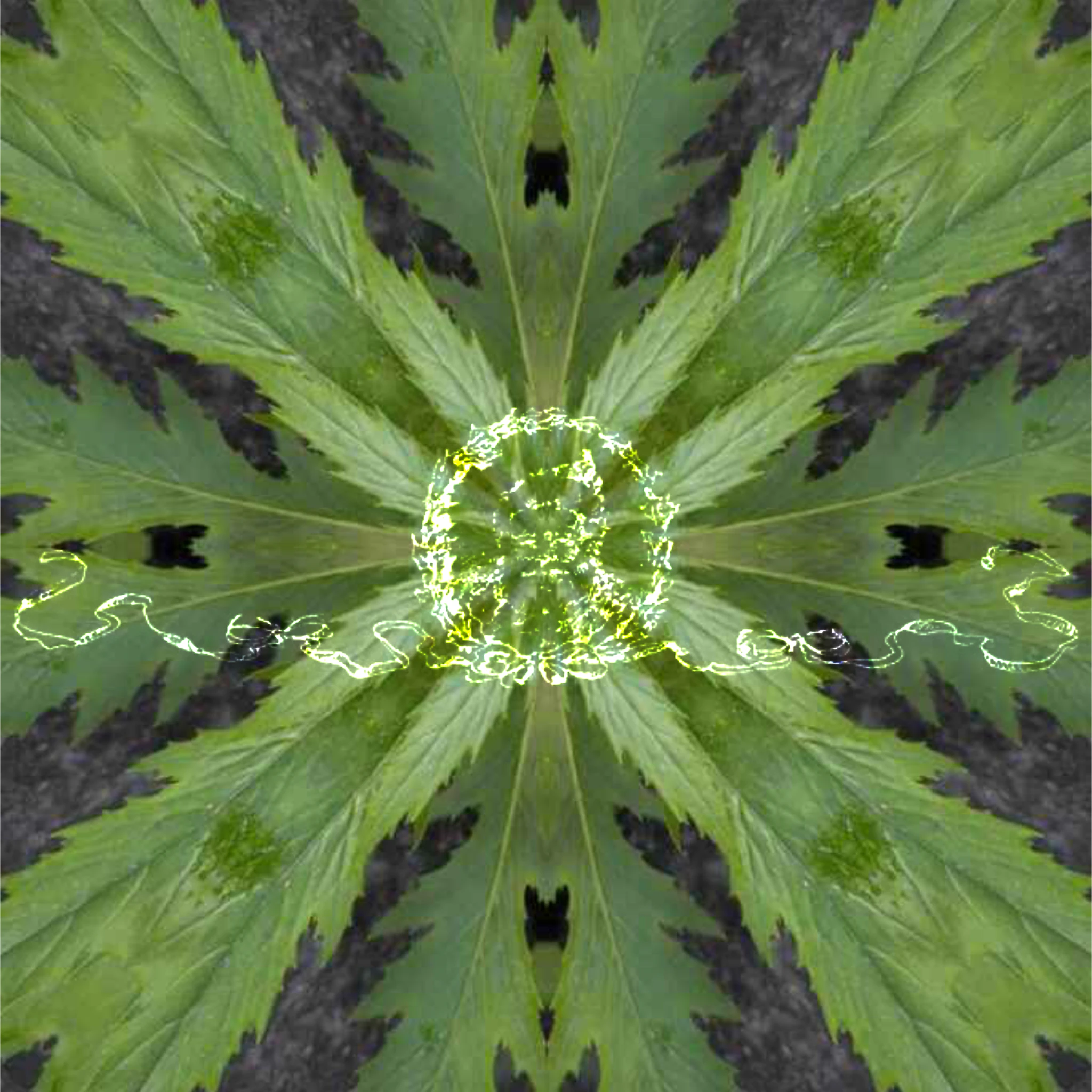 blessèd is the dying beetle ꨄ︎