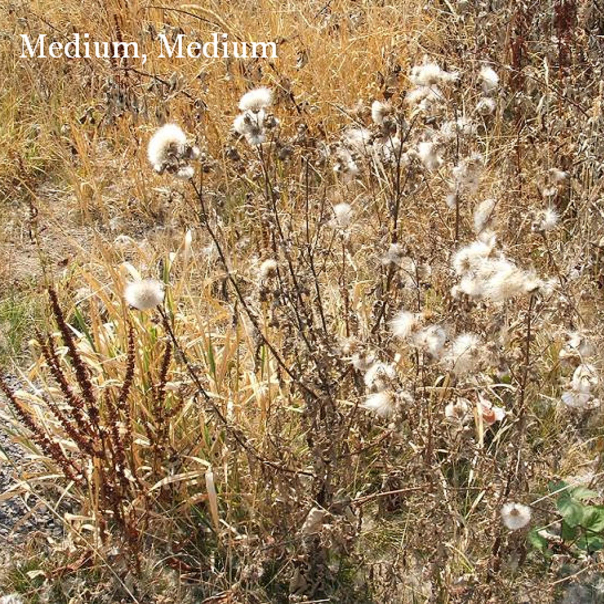 Medium, Medium - Smear The Blood