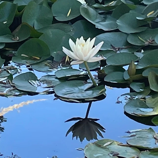 Autopsy (Fairport Convention Cover)