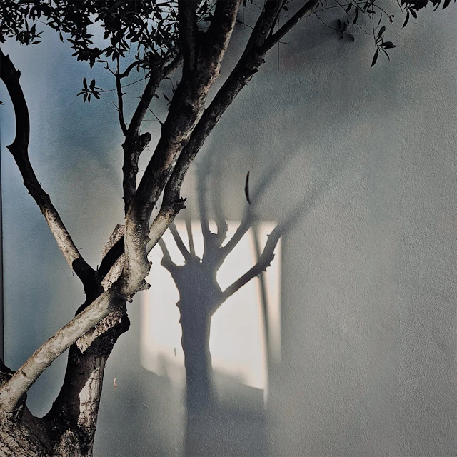 Sirsé - lullaby for a tree / chiaroscuro