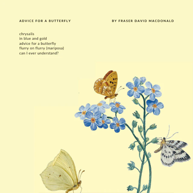 advice for a butterfly