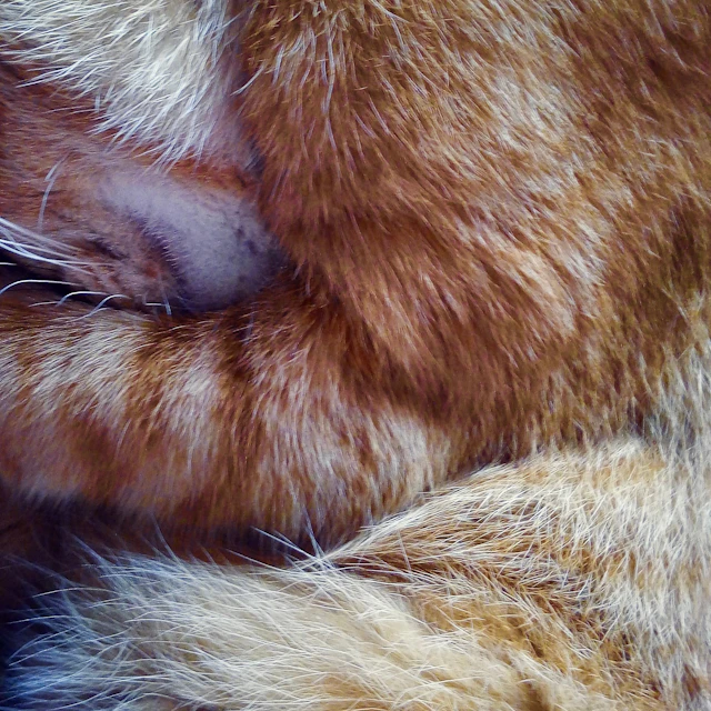 Transient Cat - Longform Ambient for Troubled Times