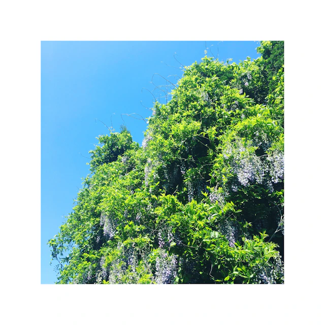 Luke Kokoszka - Leave The Memory Of Great Virtues To The World