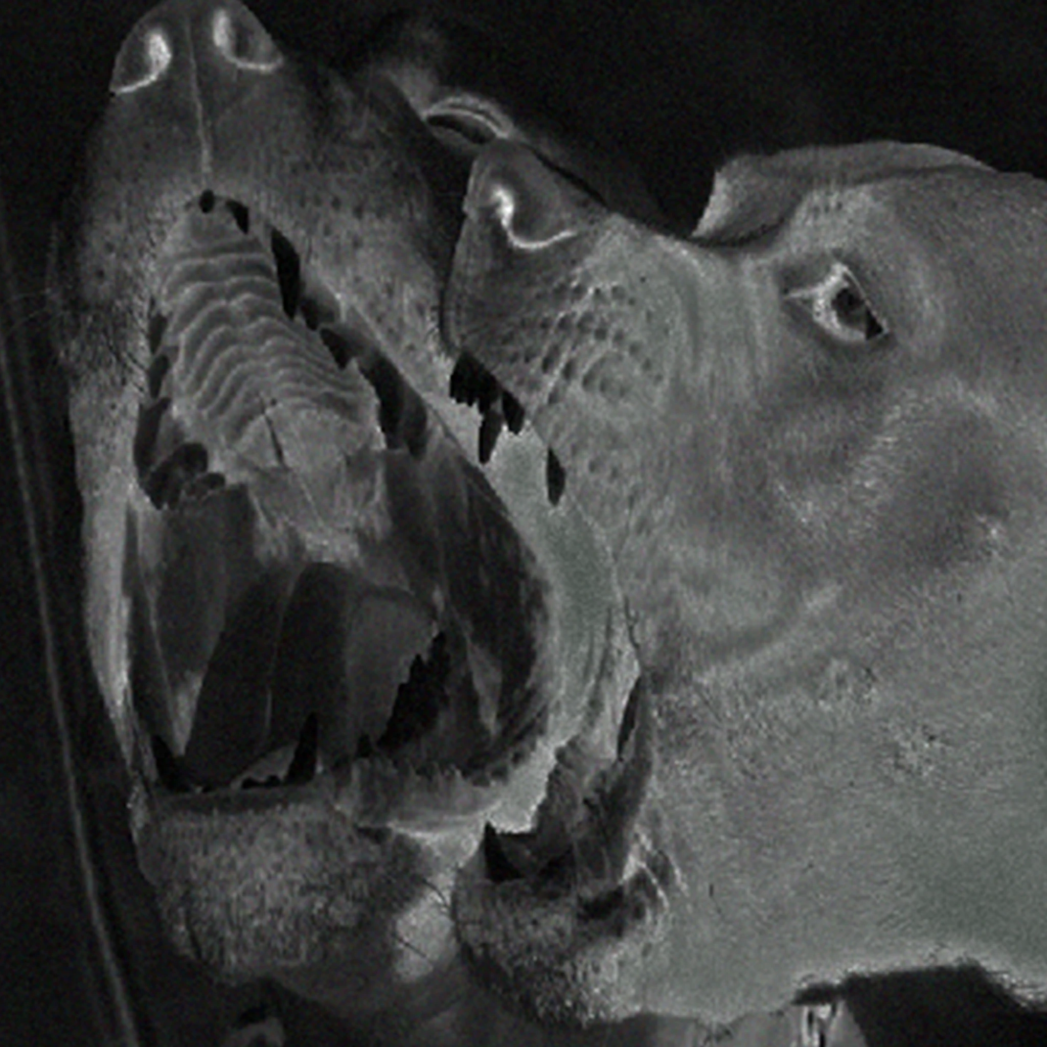 Eurrope & N1440 Meditation with drone (ASN-206) around you [HARPIESRECORDS-2019