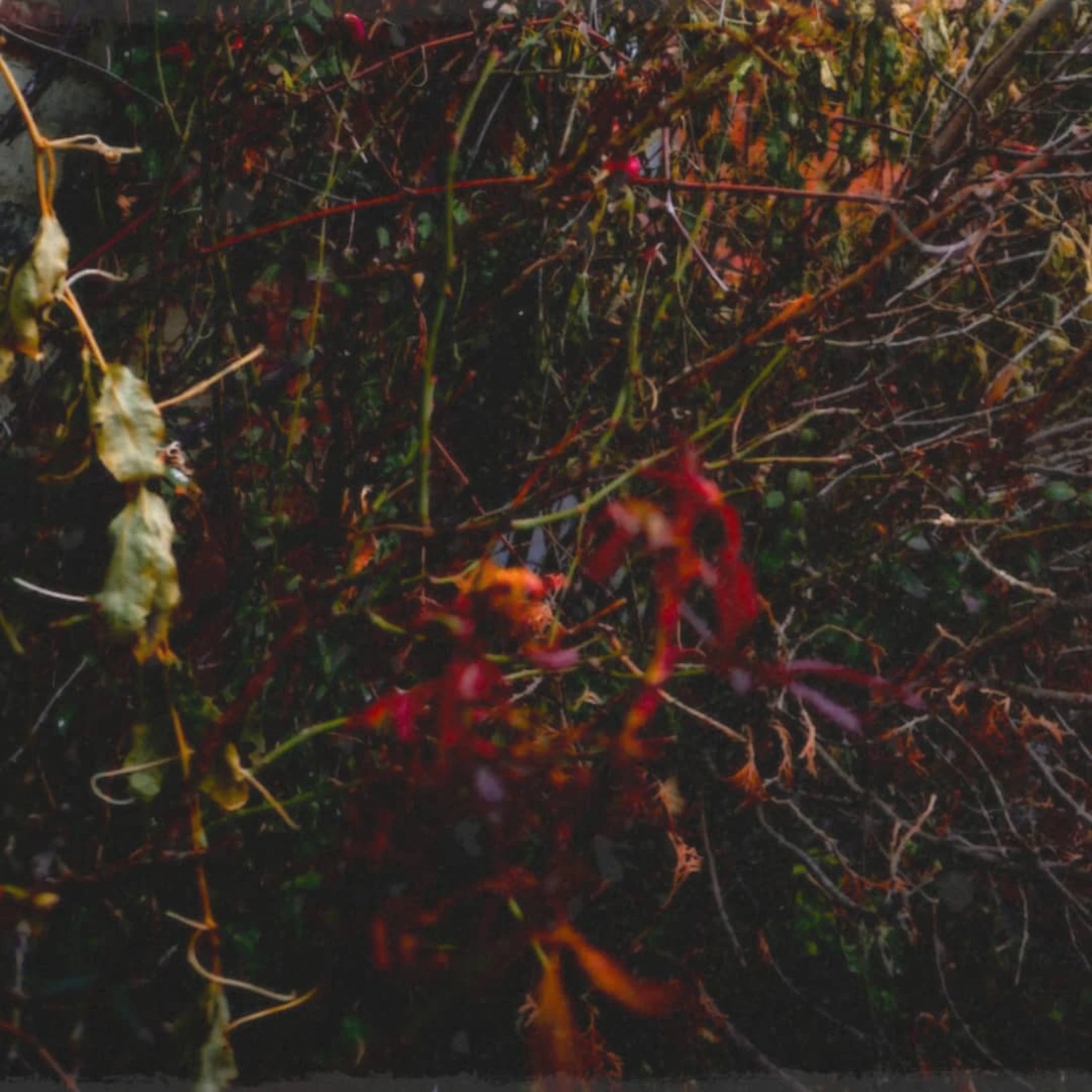 Surrender (feat. Oliander)