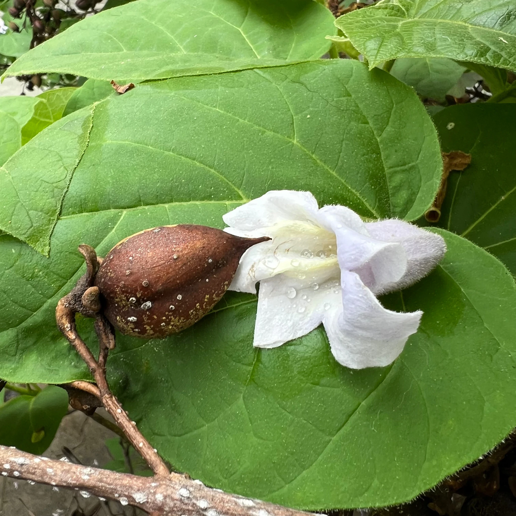 barbara - death into spring